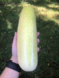 overly ripe cucumber for seed harvesting
