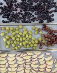 blueberries, grapes, and apples before freeze drying