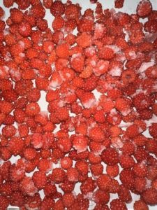 wine berries on freeze dryer trays
