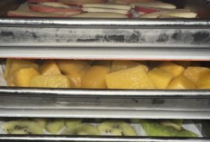 peaches and other fruits in the freeze dryer